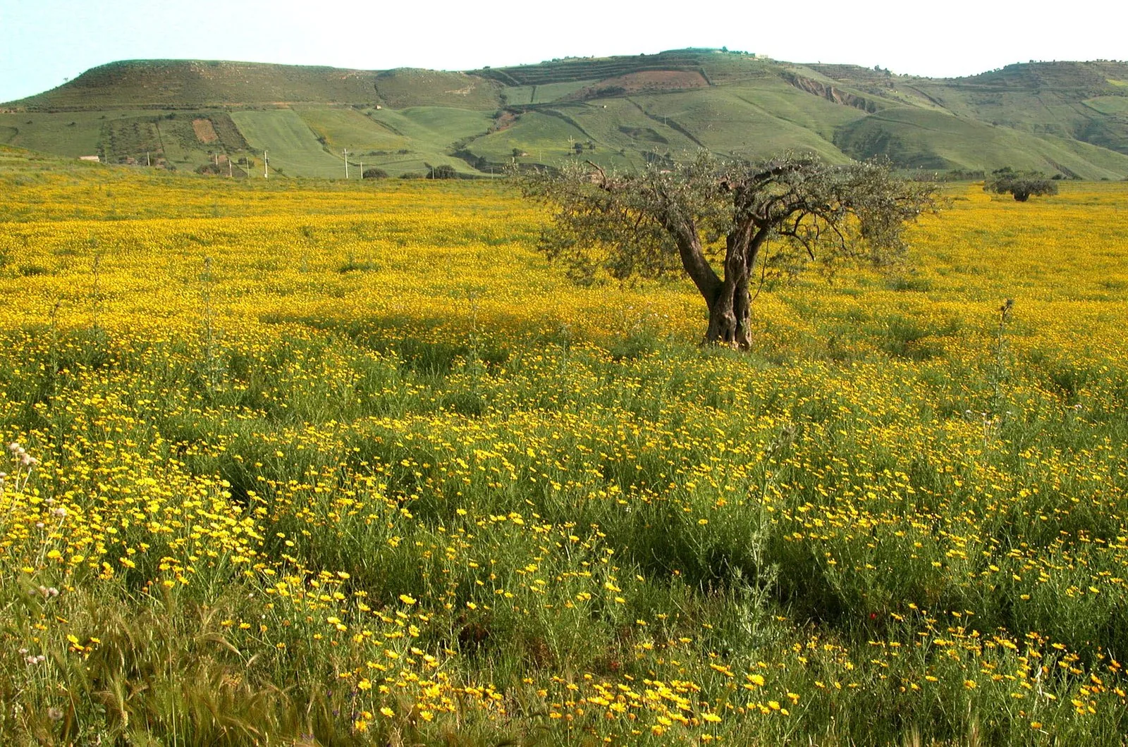 Le mura greche di Capo Soprano a Gela in una limpida giornata di primavera