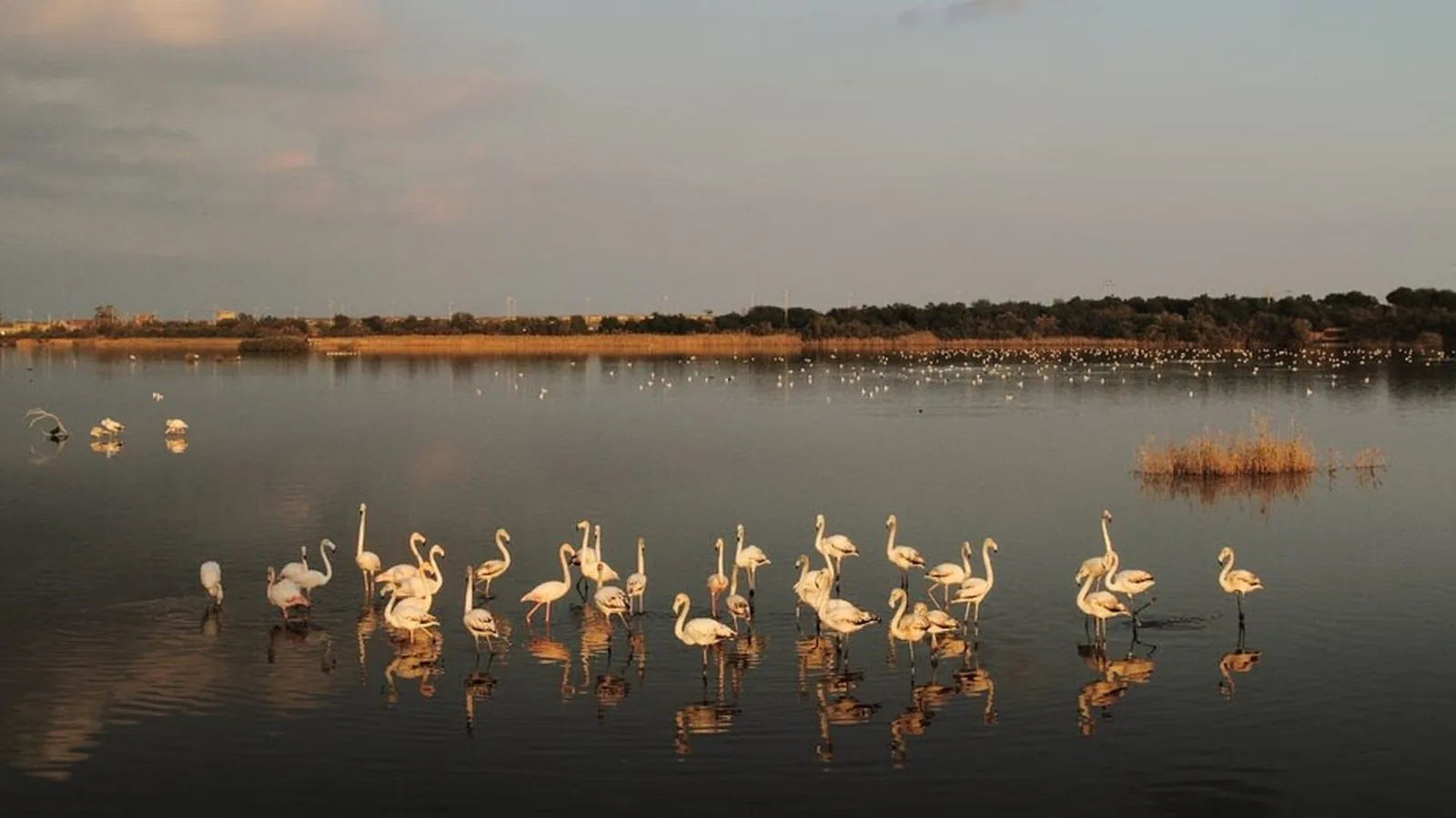 Fenicotteri sulle acque del lago Biviere di Gela